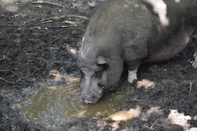 1月18日下午15：30，巴西体育将与青岛海牛进行友谊赛.