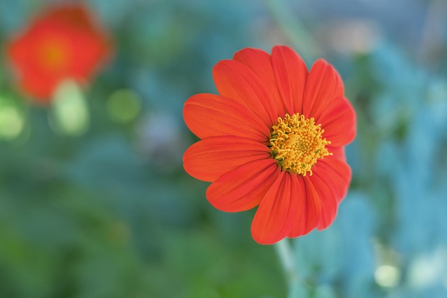 的完整阵容 的完整阵容